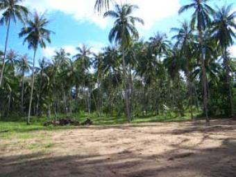  LAND FOR SALE NEARBY GOLF COURSE Ko Samui